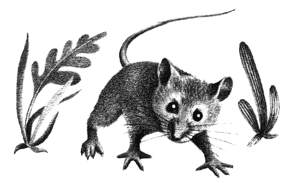 mouse